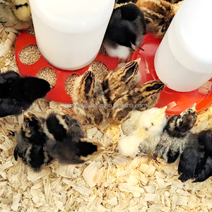 YYX LM-70 LM-71 1L Semi Automatic Waterer Plastic Chicken Start Day <strong>Old</strong> Baby Chick Feeder Drinker - Product Image 5