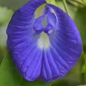 Polvo Orgánico de Flor de Guisante Mariposa Azul Matcha, Grado Alimenticio, Extracto de Hierbas, Certificado Halal, Venta al por Mayor, Envase en Botella de Malla y Tambor - Product Image 4