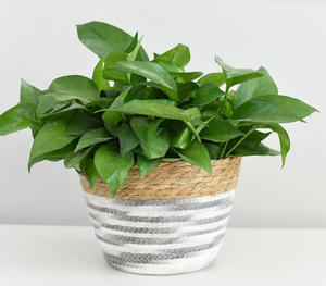 Round Woven Seagrass Hanging <strong>Plant</strong> Flower Pot Water Hyacinth Storage <strong>Basket</strong> <strong>for</strong> Outdoor - Product Image 4