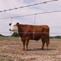 Clôture de champ en fil tressé à nœuds fixes galvanisé haute résistance, sur mesure toutes tailles, pour moutons, bovins, cerfs, vente en gros