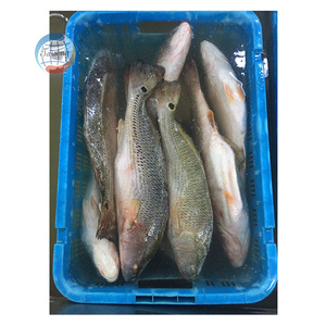 <span class=keywords><strong>Poisson</strong></span> congelé IQF IWP à <span class=keywords><strong>prix</strong></span> avantageux, <span class=keywords><strong>poisson</strong></span> rouge tambour, vente en gros, Taiseng Seafood - Product Image 5