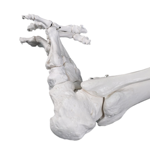 Modelo completo de huesos <span class=keywords><strong>del</strong></span> extremidad inferior izquierda con cadera, pelvis, fémur, tibia, fibula y hueso <span class=keywords><strong>del</strong></span> pie, <span class=keywords><strong>esqueleto</strong></span> anatómico para enseñanza. - Product Image 2