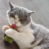 Jouet pour chat en os de poisson créatif, herbe à chat naturelle, jouet à mâcher pour chat en os de poisson Silvervine