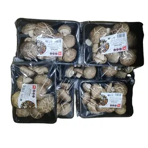 Jamur Khusus China Shiitake dengan pola di kepala jamur