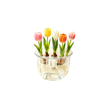 Pot de fleurs transparent moderne en polypropylène pour culture hydroponique avec plateau de support pour bulbes, idéal pour tulipes et jacinthes, usage domestique