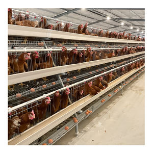 Grande ferme avicole au design moderne Cages à poulets avec batterie galvanisée automatique Cage à oiseaux à <span class=keywords><strong>vendre</strong></span> au Zimbabwe - Product Image 6