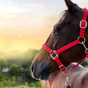 Giubbotto di salvataggio ad alta produttività rosa personalizzato in pelle pazza testa di cavallo - Product Image 2