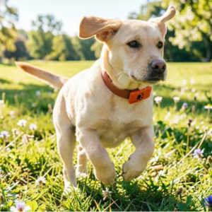 Alertes d'anomalies en temps réel, moniteur de santé des animaux de compagnie avec scores de bien-être quotidiens et rapports HRV pour une alerte précoce - Product Image 1