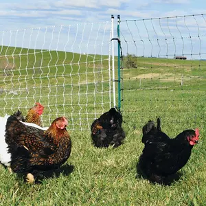 Buy Galvanized Portable Chicken Fencing for Security 