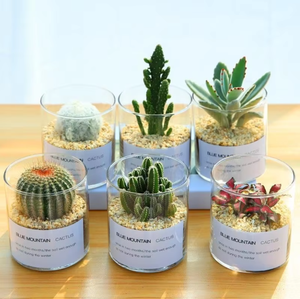 Vaso in Vetro Borosilicato Trasparente Riutilizzabile a Tubo Dritto <span class=keywords><strong>per</strong></span> Piante Grasse e <span class=keywords><strong>Cactus</strong></span>, Ideale <span class=keywords><strong>per</strong></span> Arredamento Moderno e Matrimoni - Vendita all'Ingrosso - Product Image 3