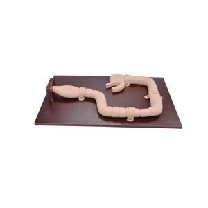 KyrenMed Koloskopie Untersuchung simulator Sigmoidos kopie Trainings modell Dickdarms imulator Pathologie modell - Product Image 4