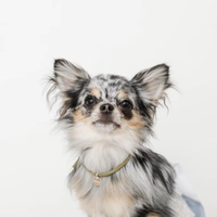 Collier pour chien et chat réfléchissant de luxe personnalisé 2026 en paracorde avec logo personnalisé, corde de collier pour chien