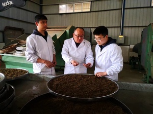 KAIYANGE Vente en gros de thé Pu-erh mûr de bonne qualité MENGHAI, naturellement fermenté, arôme bois de <span class=keywords><strong>camphre</strong></span>, thé Pu-erh mûr compressé - Product Image 5