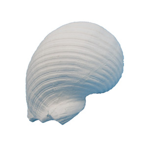 Polyresin Love Sea Conch Shell Corales Acuario para decoración Estatuilla - Product Image 3