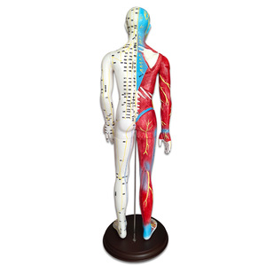 Modelo Anatómico de Musculatura para Enseñanza de Ciencias Médicas YULIN YL, Modelo de Acupuntura de Medio Cuerpo, Material de PVC, 60 cm, Masculino - Product Image 3