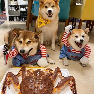Disfraces de Halloween para Mascotas, Divertidos Trajes de Vaquero para Perros y Gatos, Ropa de Poliéster a Rayas, Cómoda y Ecológica para Mascotas Pequeñas - Product Image 6