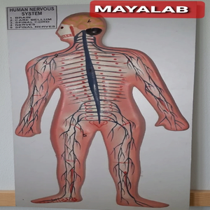 Modèle anatomique du système nerveux humain MAYALAB, corps entier, en PVC, à fixer au mur, pour la formation scientifique - Product Image 2