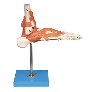 Scienza medica a grandezza naturale del piede nello scheletro umano modello anatomico GD/A11209/6