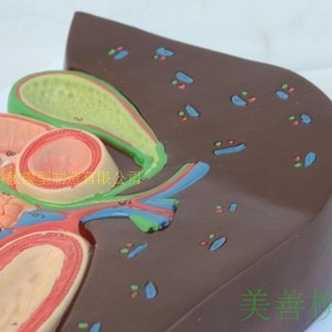 Modelo transversal del hígado, vesícula biliar, páncreas y duodeno; anatomía del hígado; hígado, páncreas y duodeno; digestivo - Product Image 3