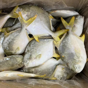 Competitivo pomfret dorato pompano dorato congelato esportatore cinese importatore <span class=keywords><strong>di</strong></span> pesce congelato <span class=keywords><strong>di</strong></span> <span class=keywords><strong>mare</strong></span> - Product Image 2