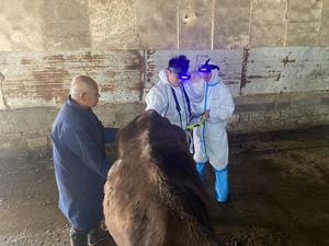 Appareils d'échographie animale Dawei, échographie portable pour les grands animaux - Product Image 6