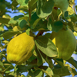 Sachet de coing de printemps de qualité supérieure copeaux de bois naturel huiles essentielles à haute concentration parfum longue durée écologique - Product Image 5