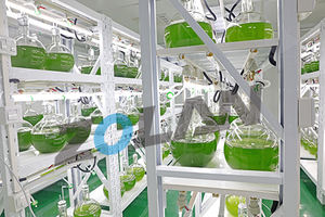 OEM <span class=keywords><strong>Organic</strong></span> Spirulina clorella integratore naturale ricco di proteine vegane lorofilla Spirulina compresse - Product Image 4