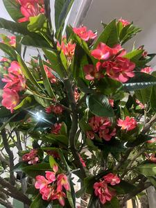<span class=keywords><strong>Frangipanier</strong></span> hawaïen en mousse rose Plumeria Rubra <span class=keywords><strong>artificiel</strong></span> arbre à fleurs pour la décoration de la maison jardin - Product Image 3