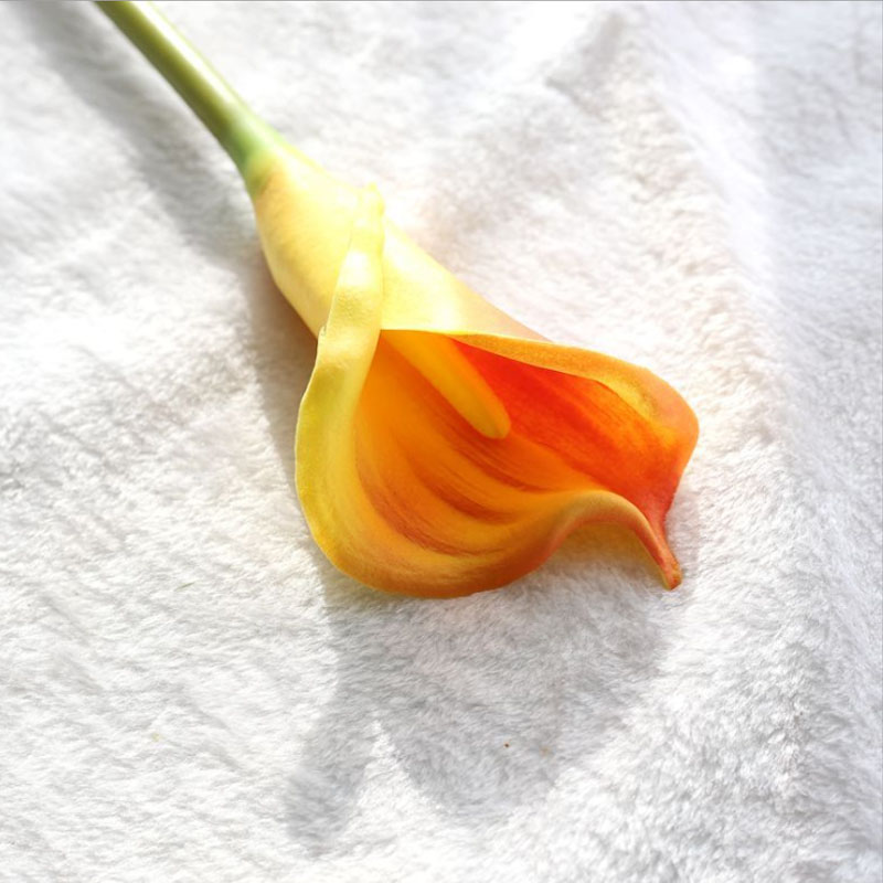 Calla lily 21