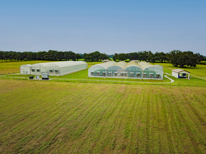 ג 'יאפי חסכוני סרט פלסטיק רב-מוטת לגידול אוכמניות, תותים ועגבניות - Product Image 3