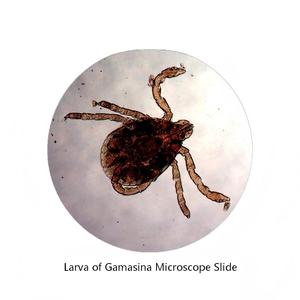 Lames de microscope éducatives pour laboratoire médical et biologique, spécimens de larves de Gamasid pour l'apprentissage scientifique à domicile et à l'école - Product Image 2