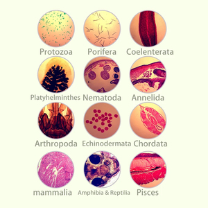 อุปกรณ์การศึกษาจากโรงงาน 100% สำหรับการสอนระดับมัธยมศึกษา ใช้ในโรงเรียน ผลิตโดยโรงงานมืออาชีพ พร้อมสไลด์ไมโครสโคปสำหรับการศึกษาสัตว์ - Product Image 3