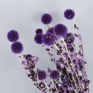 Flores y Plantas secas Eryngium de Planeta Azul preservado de <span class=keywords><strong>echinops</strong></span> coloridos más populares de INS para decoración del hogar de bodas - Product Image 6