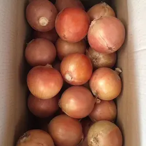 Hochwertige frische gelbe Zwiebel/rote Zwiebel zu günstigem Preis pro Tonne aus JUFU-Zwiebeln - Neue Ernte