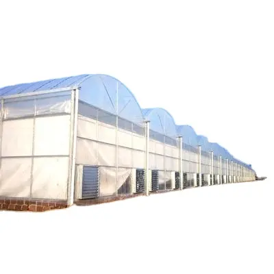 Goedkope Landbouw Geautomatiseerde Polycarbonaat Tunnel Plastic Glas Hydrocultuur Verduistering Licht Deprivatie Tomatenkas