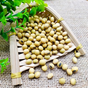 Graine de soja jaune germée de haute qualité, NON gm, soja séché en vrac, soja biologique - Product Image 2
