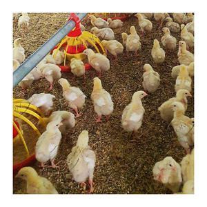 Granja <span class=keywords><strong>de</strong></span> pollos para aves, precio <span class=keywords><strong>de</strong></span> pila, a la <span class=keywords><strong>venta</strong></span> <span class=keywords><strong>en</strong></span> Dinamarca e Indonesia - Product Image 4