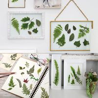 Feuilles vertes séchées pressées en gros pour herbarium, idéales pour la création de bijoux en résine, bougies, savons, nail art, scrapbooking et décorations artisanales