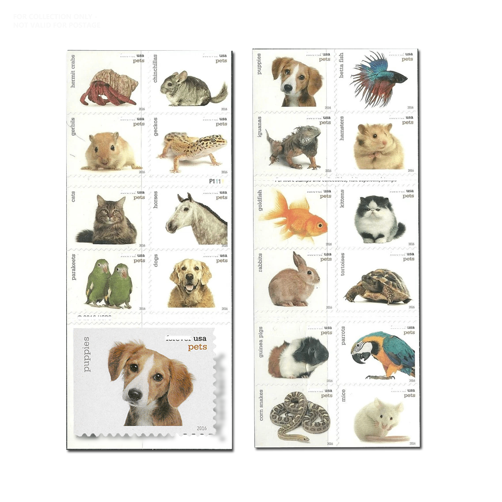 Animaux de compagnie blancs Y38 2016