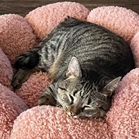 Lit pour chien rond en fourrure Zmaker, simple et élégant, motif floral, luxueux et confortable, lavable, tapis pour chat, coussin chaud pour animaux de compagnie