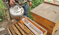 Großhandel Langstroth Imkerei-Ausrüstung Neuer Holz-Bienenstockrahmen mit Stahldraht 1 Jahr Garantie für Einzelhandel und Landwirtschaft