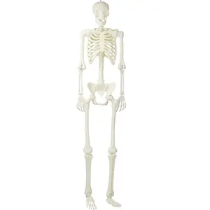 인공 플라스틱 인간의 해골 74in 성인 인간의 해골 모델 할로윈 공포 파티 장식