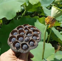 1kg Goedkope Prijs Bulk Rauwe Gehele Waterlelie Biologische Eetbare Lotuszaden van Lotusbloemzaad