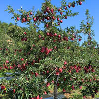 Verse Appelproducent levert 25kg doos Royal Gala Appels, gecertificeerde appels voor importeurs