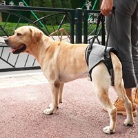 Arnés de Soporte para Patas Traseras de Perros Grandes, para Perros Mayores, Discapacitados o Lesionados, Asistencia para la Rehabilitación de Extremidades Traseras Débiles