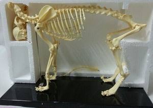 Offre Spéciale : Modèle de Squelette Canin Avancé en PVC pour l'Enseignement - Product Image 5