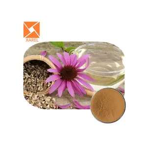 Echinacea Extract/Echinacea Purpurea Extract In Bulk/Echinacea Extract 4%-40% Polyphenols