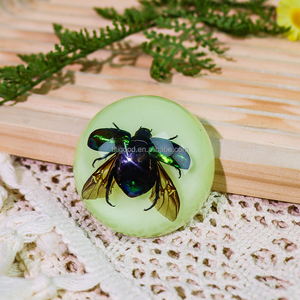 Insecto resina artesanía pisapapeles insecto resina espécimen juguete Real insecto espécimen artesanía acrílico pisapapeles regalos - Product Image 4