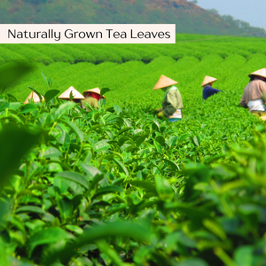 Té Adelgazante Detox Definitivo de 14 Días, Té Verde Orgánico Keto Efectivo para Limpiar Grasa y Adelgazar, Certificado ISO, para Adultos - Product Image 3