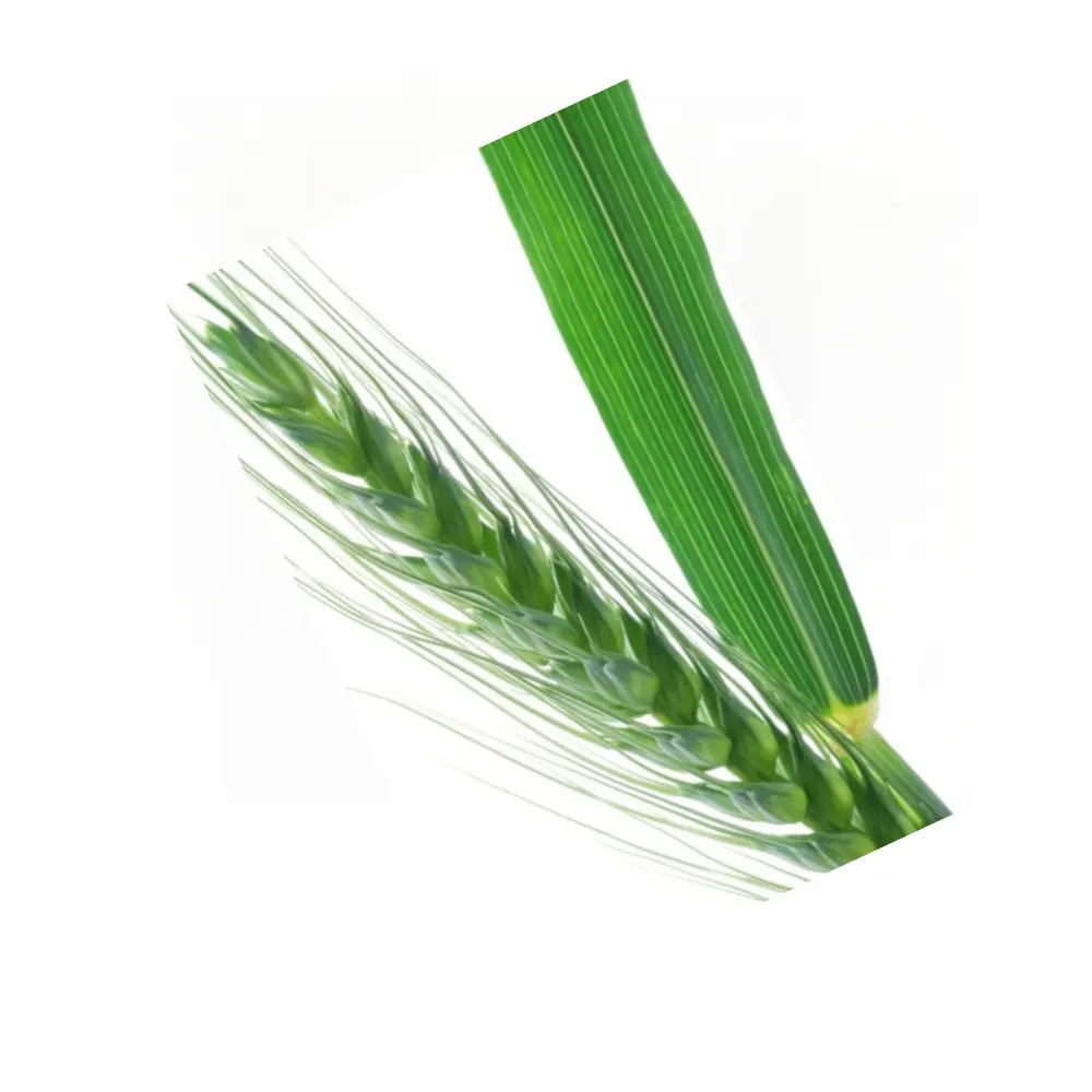 Lợi ích sức khỏe của màu xanh lá cây lúa mạch nước trái cây cỏ bột